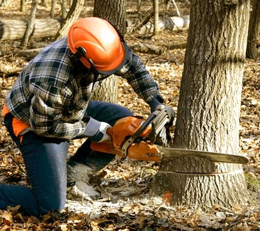 Tree Removal in Carnegie, OK